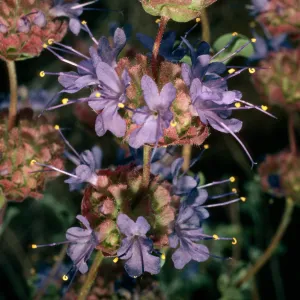 Salvia (Sage) dorrii subspecies gilmanii, near wildrose charcoal kilns, Death Valley