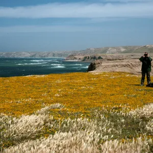 Lasthenia, Santa Rosa Island, near mouth of Garañon Canyon