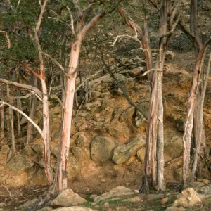 Lyonothamnus floribundus ssp. asplenifolius, Santa Rosa Island, canyon West of Peak 1017, West of South Point ridge