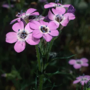 Gilia tenuiflora hoffmannii, SBBG