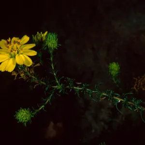 Hemizonia minthornii, SBBG