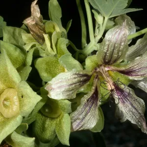 Lavatera occidentalis, ACC #70-102, from Los Coronados Island, SBBG Island Section