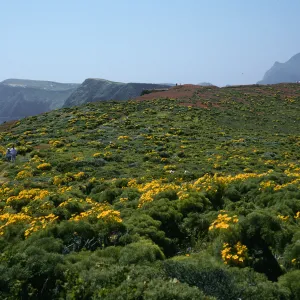 East Anacapa Island, terrace, West of campground, Coreopsis