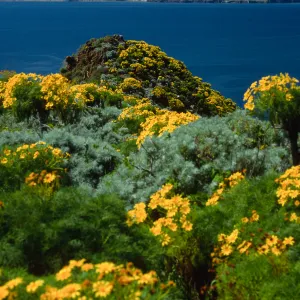 West Anacapa Island, view of Santa Cruz Island, Coreopsis