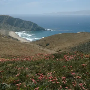 Santa Cruz Island, overlooking Sauces Beach, Eriogonum grande rubescens
