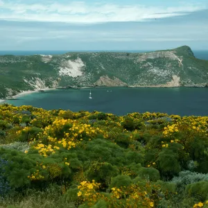 San Miguel Island, from Cabrillo Monument, Cuylor Harbor, Coreopsis, Lupinus albifrons
