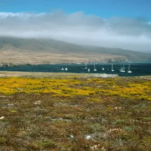 Santa Cruz Island, Forneys Cove, Hemizonia fasciculata