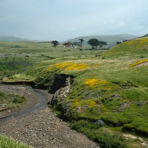 Santa Cruz Island, Christy Ranch, Lasthenia