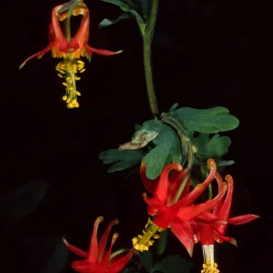 Santa Barbara Botanic Garden, Aquilegia
