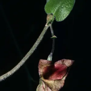 Santa Barbara Botanic Garden, Aristolochia , Campbell Trail