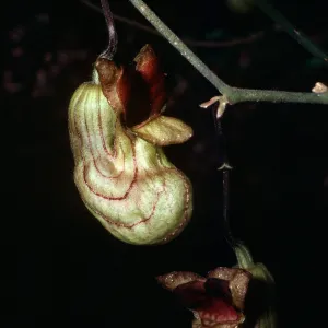 Santa Barbara Botanic Garden, Aristolochia californica , Campbell Trail