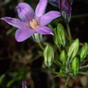 Brodiaea, SBBG