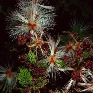 Calliandra, SBBG Desert Section