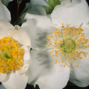 Carpinteria californica, SBBG