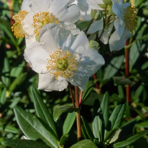Carpinteria californica, SBBG