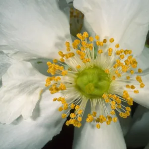 Carpinteria californica, SBBG