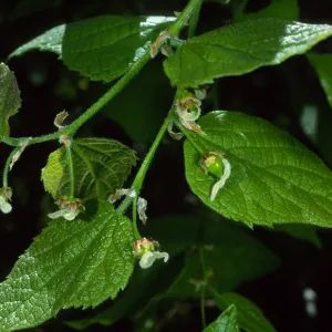 Celtis occidentalis, SBBG Desert Section