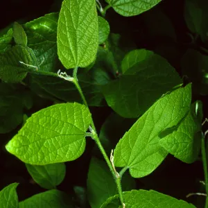Celtis occidentalis, SBBG Desert Section