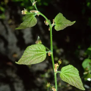 Celtis occidentalis, SBBG Desert Section