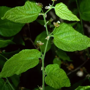 Celtis occidentalis, SBBG Desert Section
