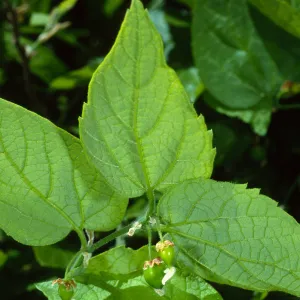 Celtis occidentalis, SBBG Desert Section
