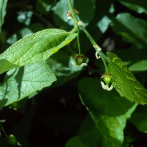 Celtis occidentalis, SBBG Desert Section