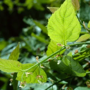 Celtis occidentalis, SBBG Desert Section