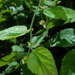 Celtis occidentalis, SBBG Desert Section