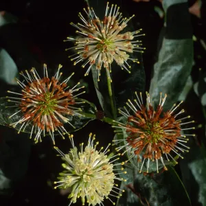 Cephalanthus occidentalis, SBBG