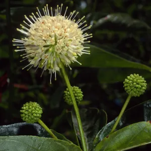 Cephalanthus occidentalis, SBBG