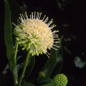 Cephalanthus occidentalis, SBBG