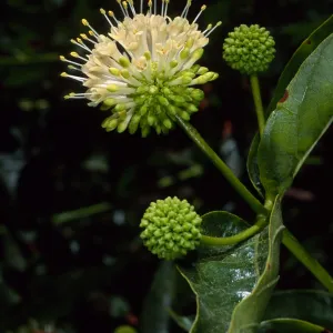 Cephalanthus occidentalis, SBBG