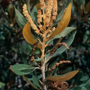Chrysolepis sempervirens, Mineral King