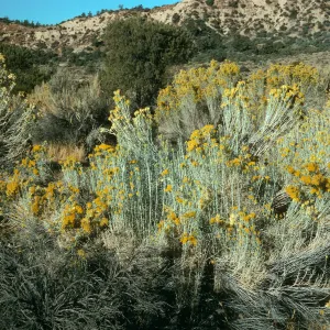 Chrysothamnus nauseosa, near Dome Springs