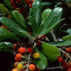 Comarostaphylis, SBBG