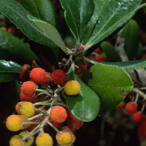 Comarostaphylis, SBBG Arroyo