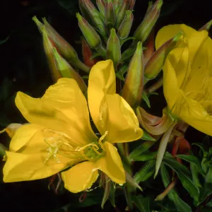 Oenothera elata, SBBG meadow