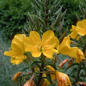 Oenothera elata, SBBG meadow