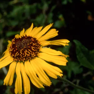 Encelia californica, SBBG