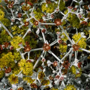 Eriogonum crocatum, SBBG