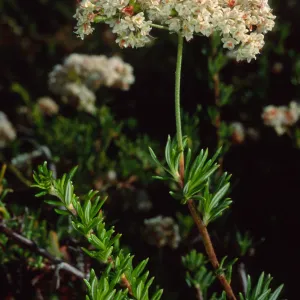 Eriogonum fasciculatum, SBBG
