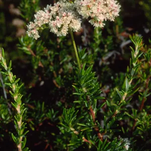 Eriogonum fasciculatum, SBBG