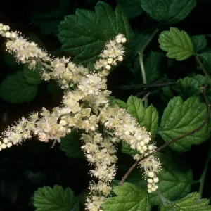 Holodiscus discolor, SBBG Arroyo