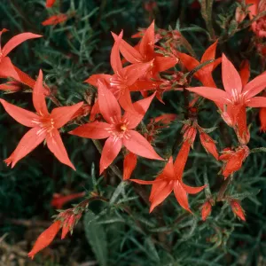 Ipomopsis aggregata, Cedar Canyon Road, Mid Hills