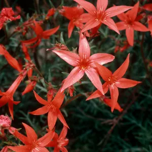 Ipomopsis aggregata, Cedar Canyon Road, Mid Hills