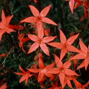 Ipomopsis aggregata, Cedar Canyon Road, Mid Hills