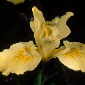 Iris innominata, SBBG 