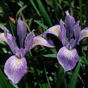 Iris douglasiana, SBBG