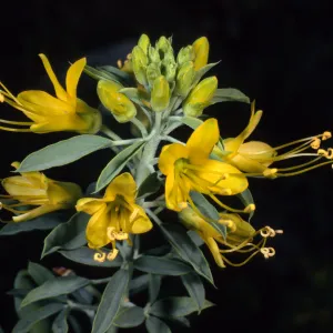 Isomeris arborea, SBBG Desert Secton