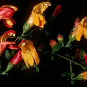  Keckiella antirrhinoides x Keckiella cordifolia, a hybrid, SBBG